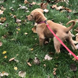 Golden Retriever Puppies from White Birch Golden Retreivers LLC