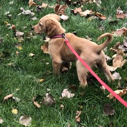 Golden Retriever Puppies from White Birch Golden Retreivers LLC