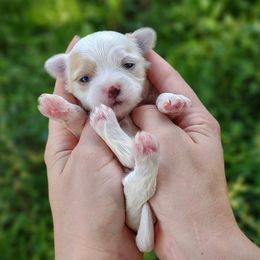 Korean Dollface Astrid - White female Mal-Shi puppy in Barren Springs, Virginia from Seeking Shalom Acres Maltese, Maltipoos & Havamalts