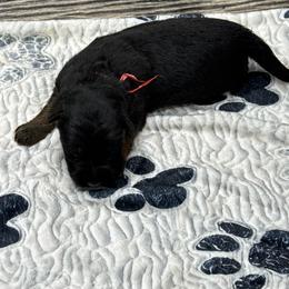 Luna red - Black and red female German Shepherd puppy in Herrick, South Dakota from Dakota Shepherds Kennels