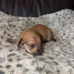 Copper - Sable male Dachshund puppy in Pierson, Florida from Paige’s Mini Dachshunds