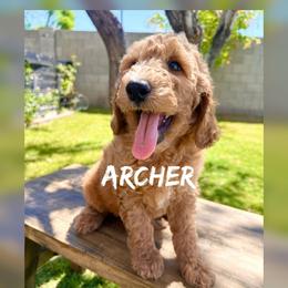 Archer - Apricot male Goldendoodle puppy in Glendale, Arizona from Follow Your Bliss Doodles