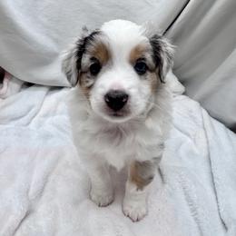 Huey - Blue merle male Toy Australian Shepherd puppy in Bly, Oregon from Apacheblus Toy Aussies