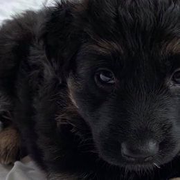 German Shepherds from Mary Clare's Lair