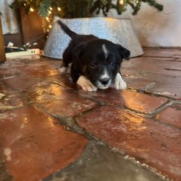 Belle - Black and white female Border Collie puppy in Winnsboro, Texas from Pecan Grove Pups