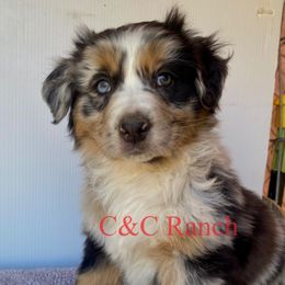 Australian Shepherd Puppies from C&C Ranch