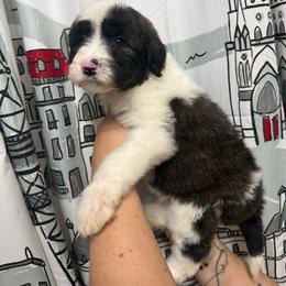 Olive - Grizzle and white female Sheepadoodle puppy in Greeneville, Tennessee from Smokey Mountain Sheepadoodles