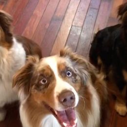 Australian Shepherds and Dachshunds from Fair Wether Farm