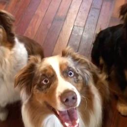 Australian Shepherds and Dachshunds from Fair Wether Farm