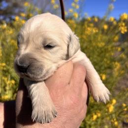 Brown boy - Light golden male Golden Retriever puppy in Pahrump, Nevada from Southern Nevada Goldens