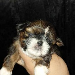 Boy 1 - Shih Tzu puppy in Birmingham, Alabama from K&D kennels
