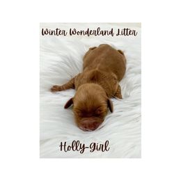 Australian Labradoodle Puppies from Jellybelly Australian Labradoodles
