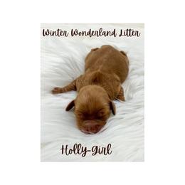 Australian Labradoodle Puppies from Jellybelly Australian Labradoodles