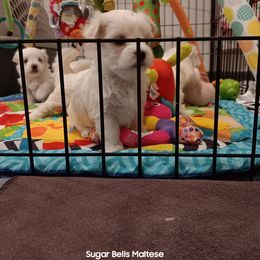 Maltese Puppies from SugarBellsMaltese