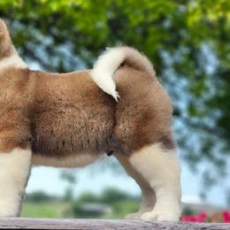 Freedom - Brown, black overlay male Akita puppy in Chillicothe, Missouri from TLC Akitas