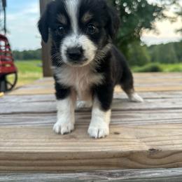 Strawberry pie - Black tri female Miniature Australian Shepherd puppy in Doddridge, Arkansas from Huddleston Farm