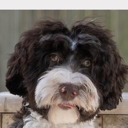 Tally - Australian Labradoodle