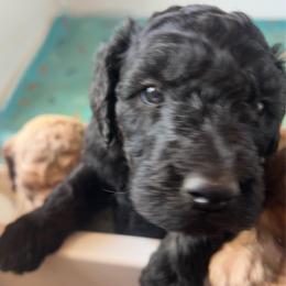 Buddy - Black male Poodle puppy in Sierra Vista, Arizona from KnightWatch K-9