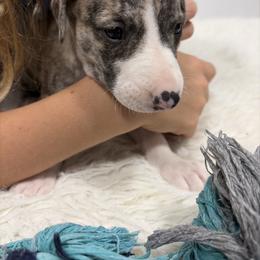 Wednesday - Fawn brindle female Whippet puppy in Fort Myers, Florida from Rainbow Whippets