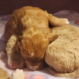 Boy 2 - Cream male Labradoodle puppy in Fostoria, Michigan from North Country Kennel Club