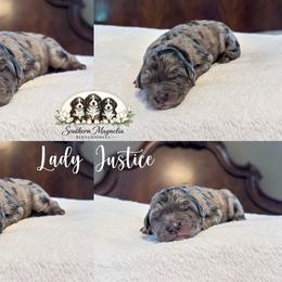 Lady Justice - Merle female Bernedoodle puppy in Spartanburg, South Carolina from Southern Magnolia Bernedoodles