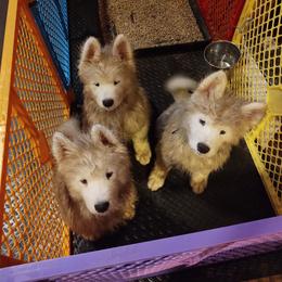 Borzoi and Samoyed Puppies from Kalabria