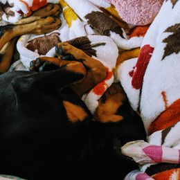 Doberman Pinscher Puppies from Allettare Dobermans
