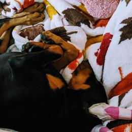 Doberman Pinscher Puppies from Allettare Dobermans