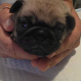 Pink Collar - Fawn female Pug puppy in New Braunfels, Texas from Kex Pug Haus