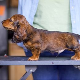 Houston - Dachshund