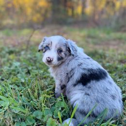 BMF1 - pink collar - Blue merle female Miniature Australian Shepherd puppy in Stuart, Virginia from Apple Tree Mini Aussies