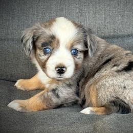 Petunia - Blue merle female Toy Australian Shepherd puppy in Ivanhoe, Virginia from P3 Kennel