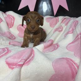 Donna - Brindle female Dachshund puppy in Lake City, Florida from My Ditzy Doxies of Florida