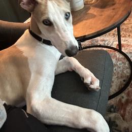 Greyhound Puppies from Greyhound Puppy Havens
