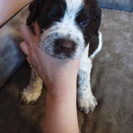 Mr. Jingle - Liver white and roan male English Springer Spaniel puppy in Kingsport, Tennessee from Leandra's English Springer Spaniels