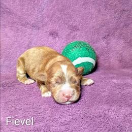 Fievel - Red and white male Cockapoo puppy in Sunset, Louisiana from Cano Cockapoos