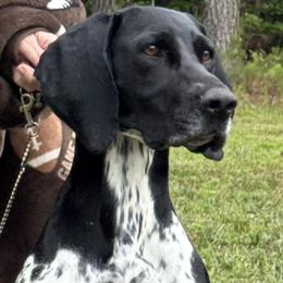 Tipsy - German Shorthaired Pointer