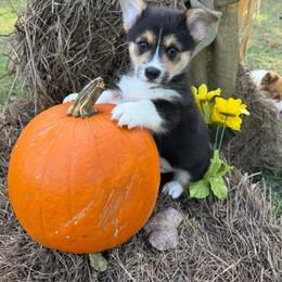 Joey - Black and tan male Pembroke Welsh Corgi puppy in Stillwater, Oklahoma from Steele Family Farms