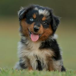 Ned - Blue merle male Miniature Australian Shepherd puppy in Hartman, Arkansas from Southern Edition Aussies