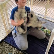 Keeshond Puppies from Peregrine Keeshond