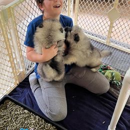 Keeshond Puppies from Peregrine Keeshond