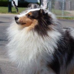 Shetland Sheepdog All Grown Up from Leigh Hi Shelties