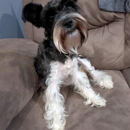 Miniature Schnauzer puppies from Mississippi Mini Schnauzers