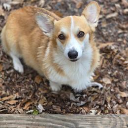 Skye - Pembroke Welsh Corgi