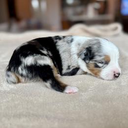 Boy 2 - male Miniature Australian Shepherd puppy in Austin, Texas from Dripping Springs Mini Aussies