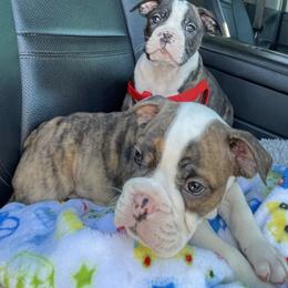Boston Terrier Puppies from Day Root Enterprises Inc.
