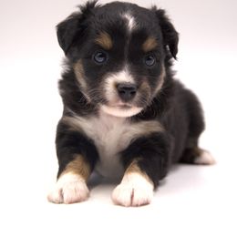Toy Orange Collar Girl - Black tri female Toy Australian Shepherd puppy in Hamilton, Montana from Bitterroot Toy Aussies
