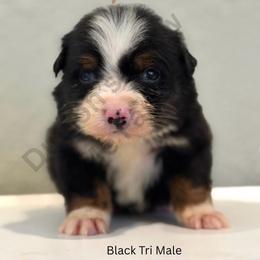 2nd Pick - Labor Day Sale - Black tri male Miniature Australian Shepherd puppy in Oronogo, Missouri from Dutton's Show Me Farms