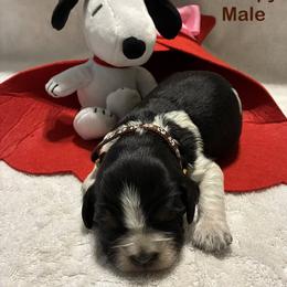 Snoopy - Tri-Roan male English Springer Spaniel puppy in Hudson, Michigan from Picky’s Puppies