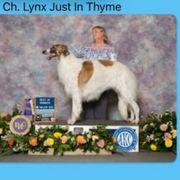 Thyme - Borzoi
